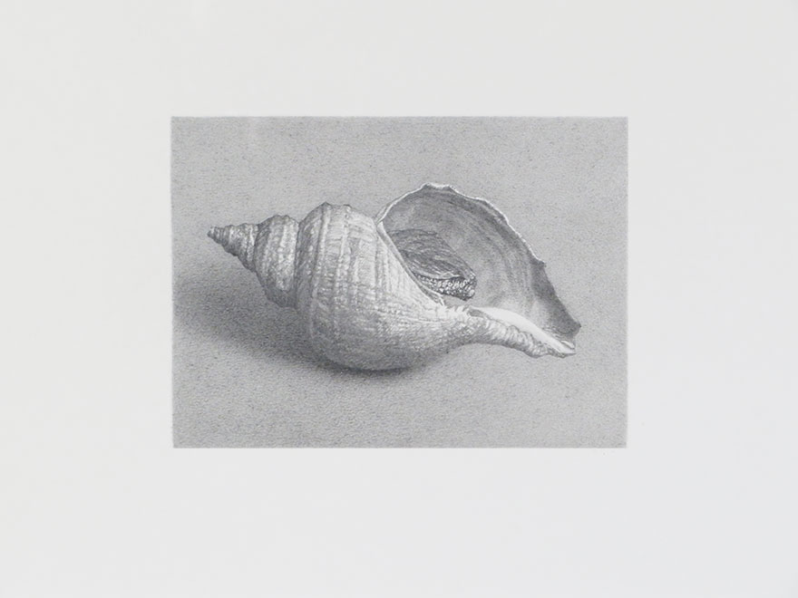 ツブ貝 | 野田弘志 買取・作品 | 洋画、絵画高額査定はアート買取協会