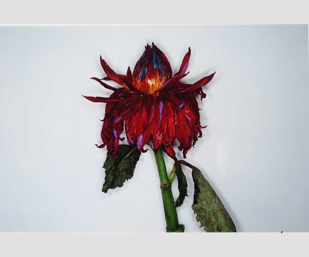 一瞬を永遠に　荒木経惟