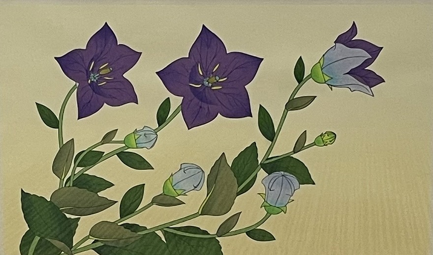 桔梗 | 中島千波 買取・作品 | 日本画、絵画高額査定はアート買取協会