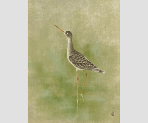 現代花鳥画を支える静かな眼差し 上村淳之という画家