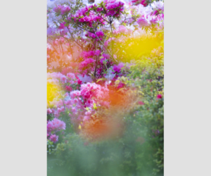 眩しさの奥にある静けさ：蜷川実花の色と時間